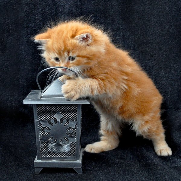 Любопытный рыжий котенок
