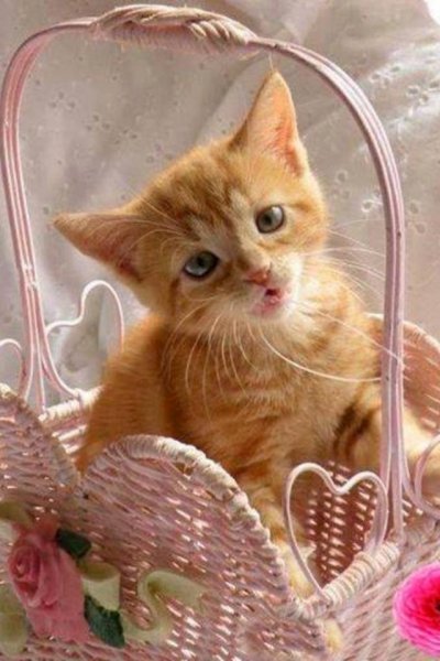 Котята в корзинке
