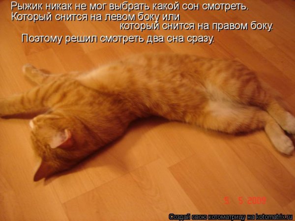 Что снится коту