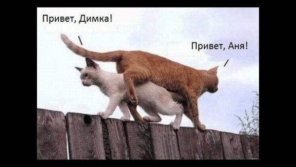 Здарова Мем