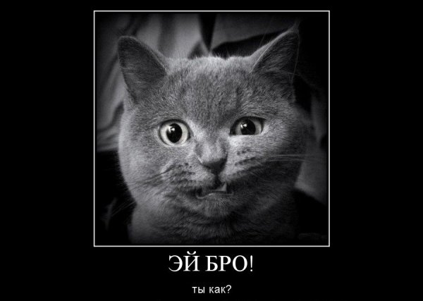Привет бро картинки