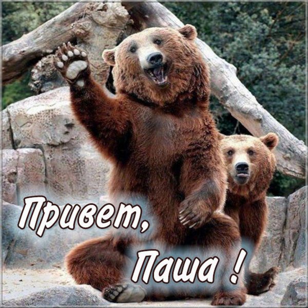 Привет Паша Мем