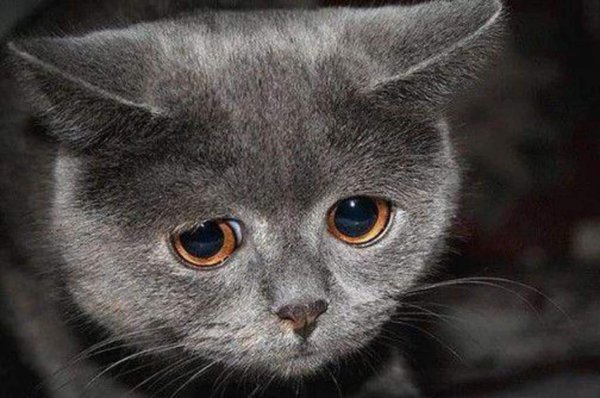 Кот грустит