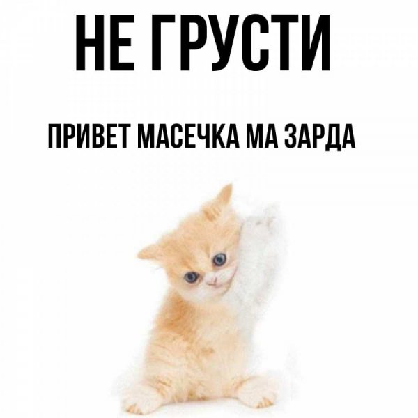 Открытки котики скучаю