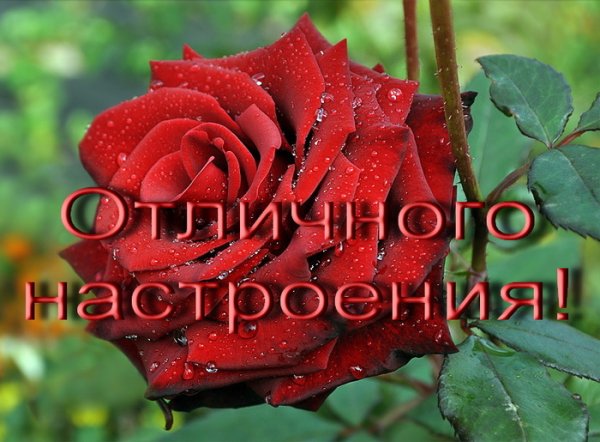 Открытка спасибо Аллочка