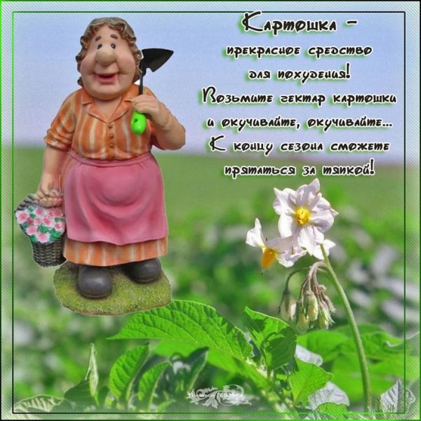 Стихи на даче