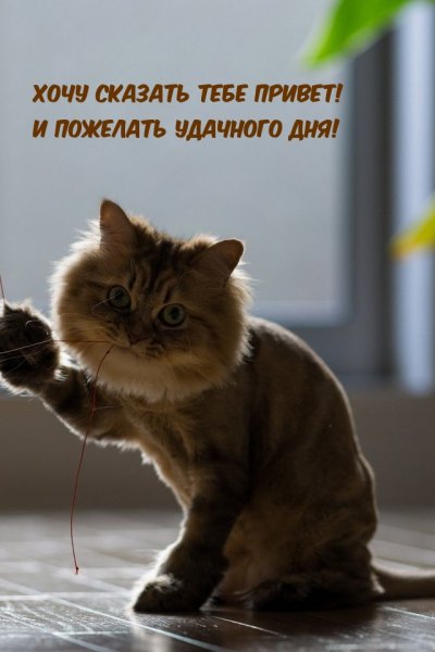 Кот из инета