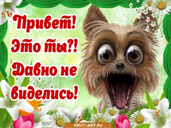 Прикольные кошки