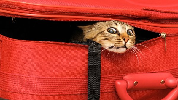 Кот выглядывает из сумки