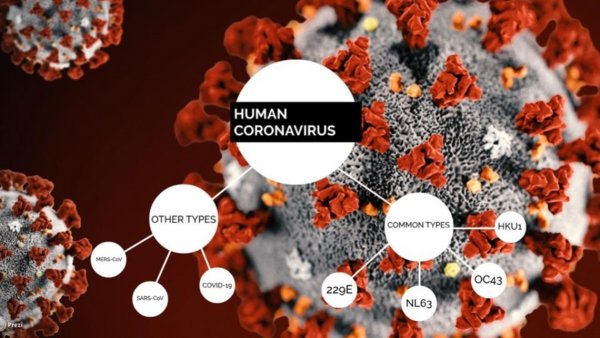 Коронавирус (Human coronavirus) 229e,
