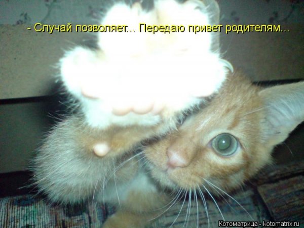 Привет родителям