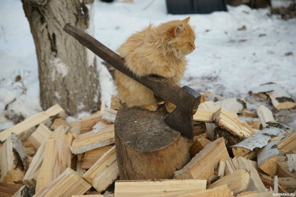 Кот с топором