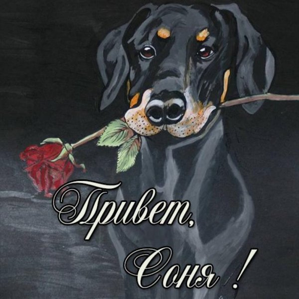 Привет Софья