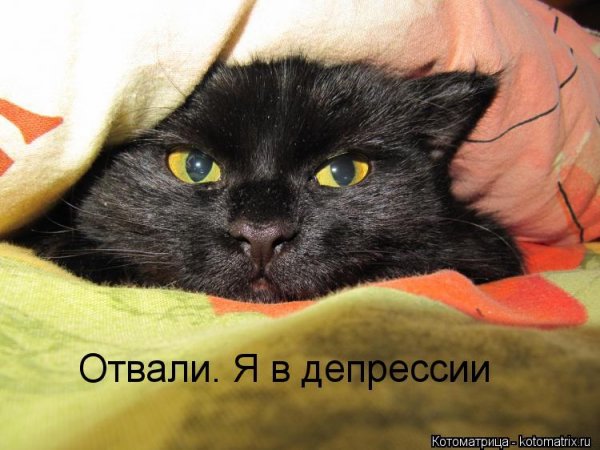 Кот отвали