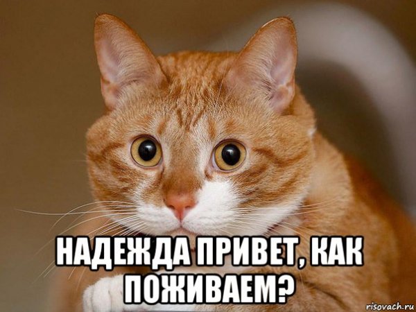 Мемы про Надю смешные