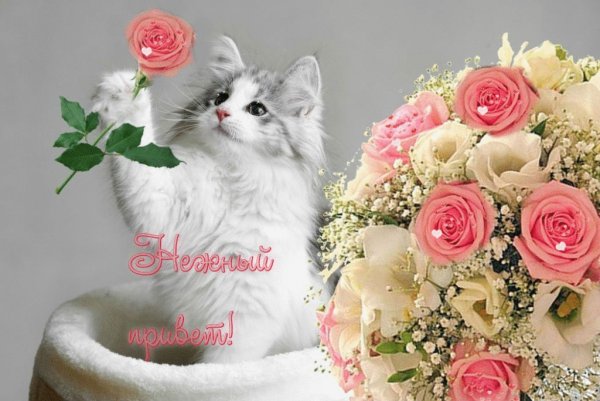 Цветы любимому котенку
