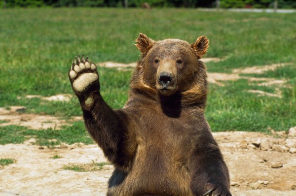 Картинки привет медведь (39 фото)