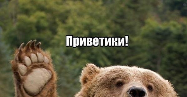 Bonjour медведь