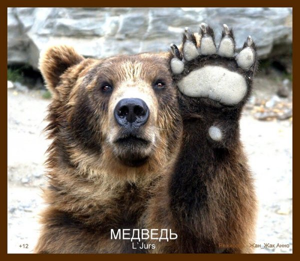 Привет от медведя