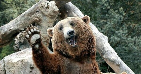 Фото медведь привет