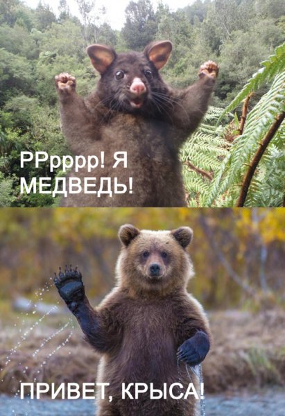 Медведь с надписью привет