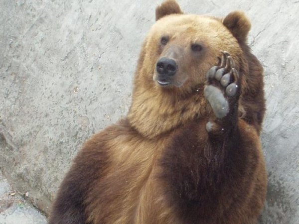 Показать медведя
