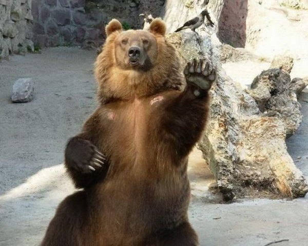 Медведь прощается
