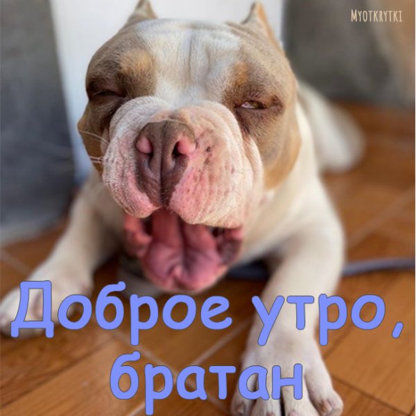 Миша из Маши и медведя