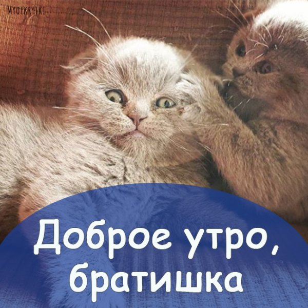Приветик братик