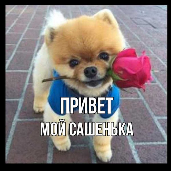 Саня привет