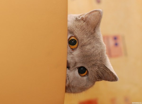 Выглядывает из за угла