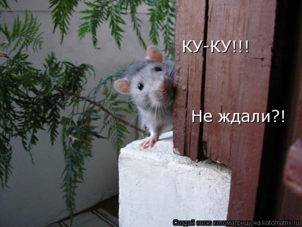 Ку ку прикол