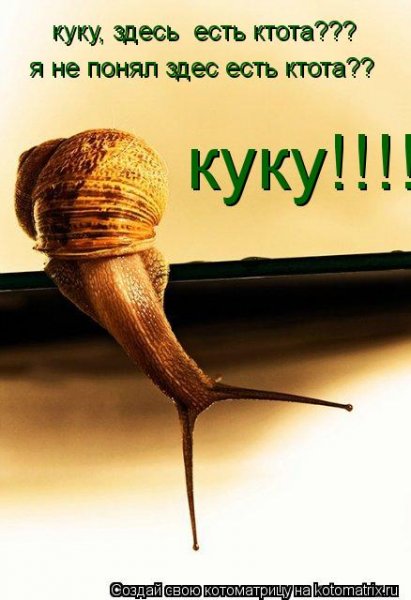 Ты ку ку картинки