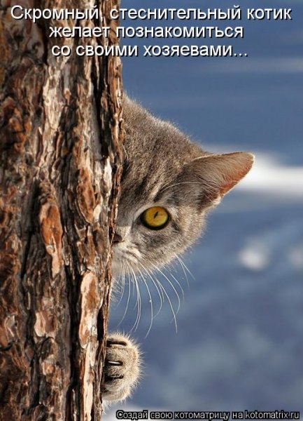 Котик ку ку