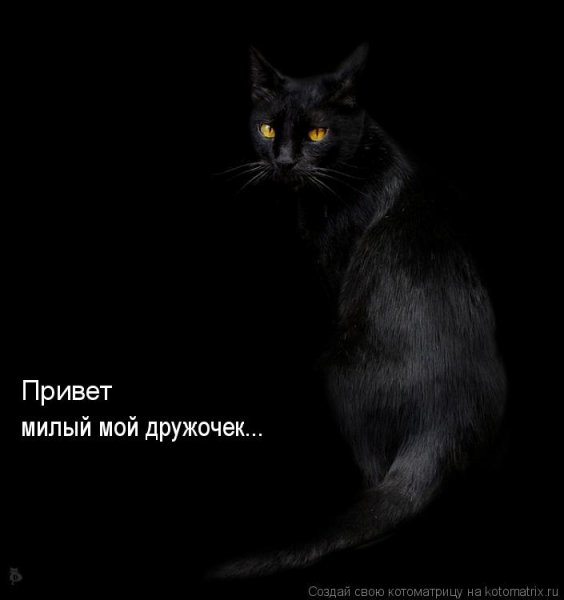 Привет мой милый дружочек