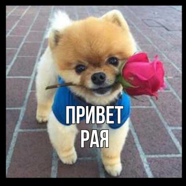 Привет рая картинки