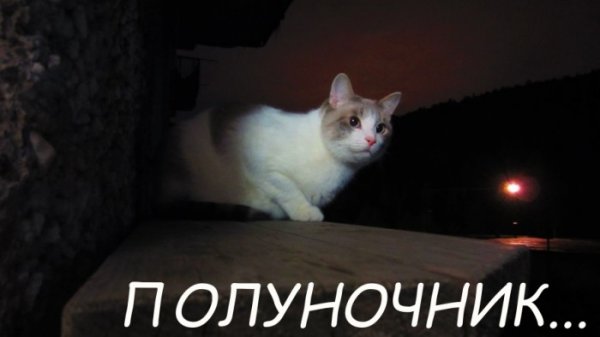 Открытка Полуночники