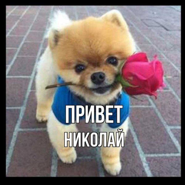Коль не шутишь
