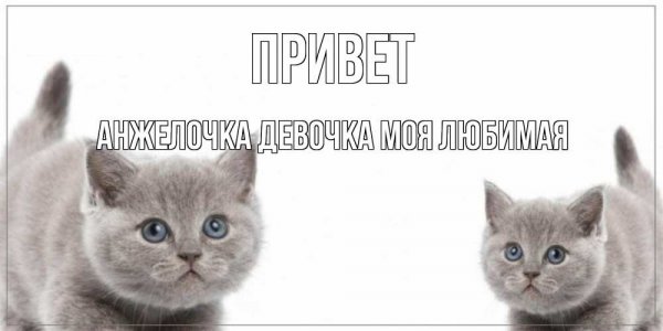 Коля Николай