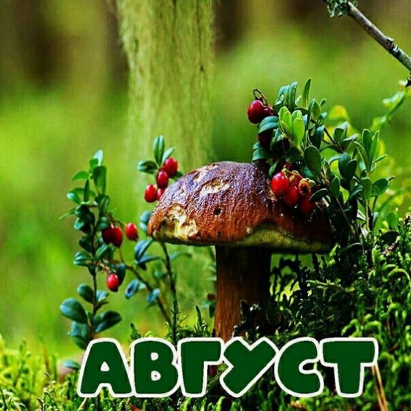 Август гифки