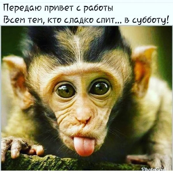 Привет обезьянка