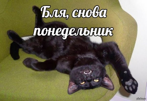 Понедельник картинки прикольные