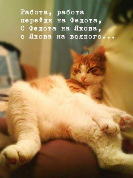 Кот трудоголик