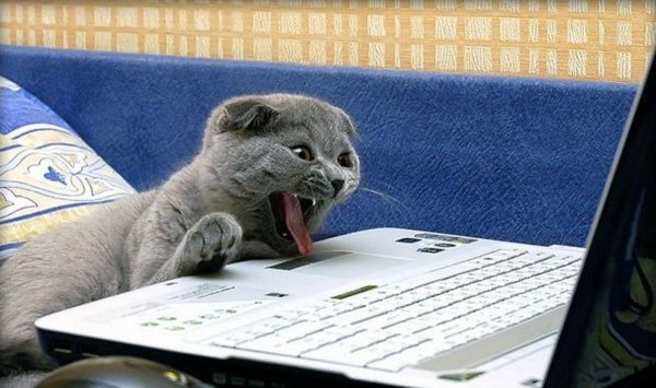Коты и интернет