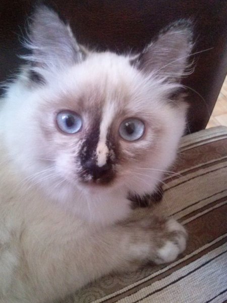 Ленка и кот