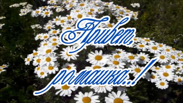 Ромашковое настроение