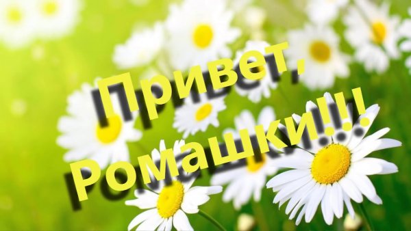 Ромашки на черном фоне