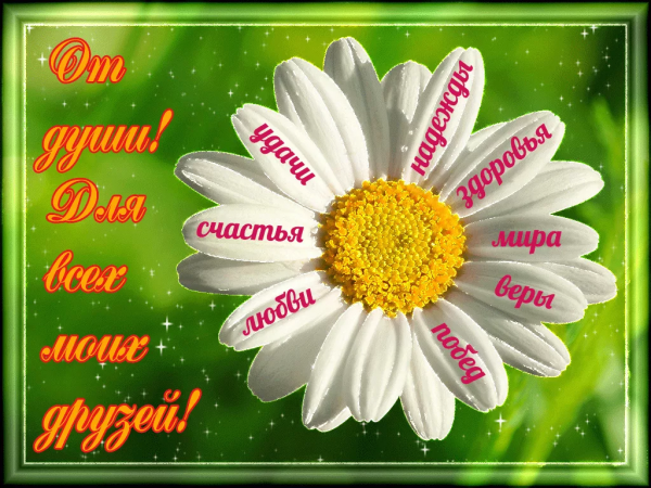 Добрые пожелания с ромашками