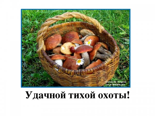 Удачной охоты на грибы