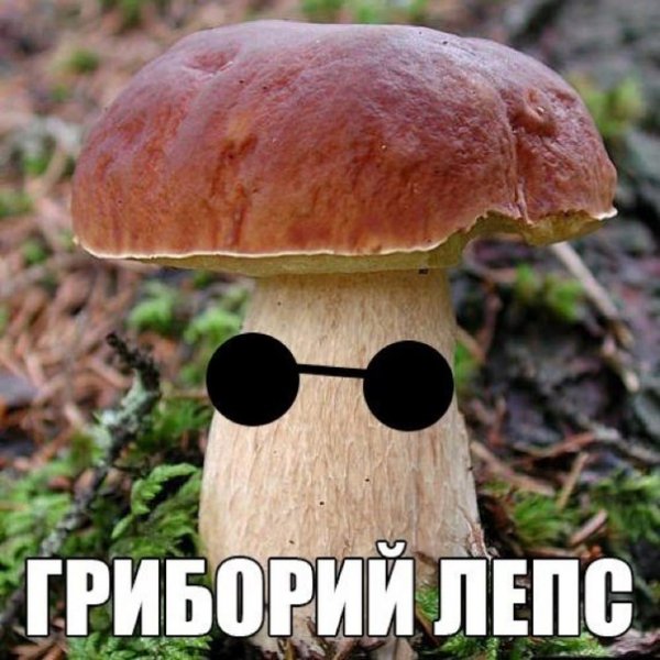 Самые смешные грибы
